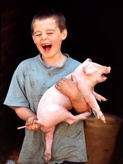 squealing pig
